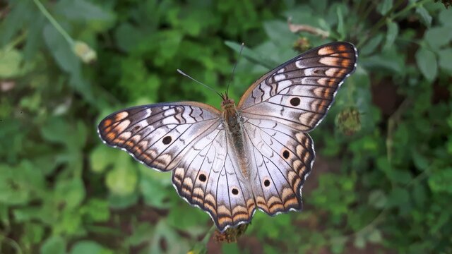 Borboleta