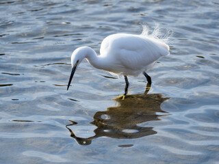 コサギとリフレクション