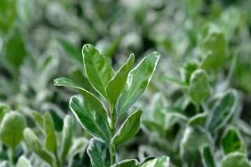 Japanes spindle Kathy