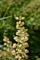 Monkey flower