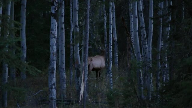 Largest Elk with antler yelling herd in deep forest at national park