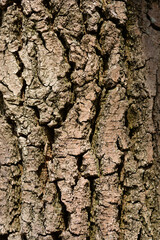 English oak