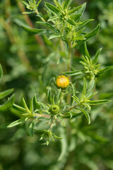 Lemonyellow false goldenaster