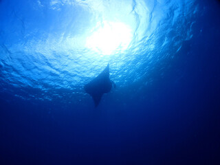 石垣島・黒島V２アーチでマンタウォッチング