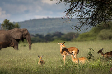 Beautiful elephants and impalas during safari in Tarangire National Park, Tanzania with trees in background.