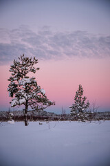 sunset in cold winter morning in swamp with snow and pine trees