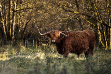 Furry highland cow in Isle of Skye, Scotland.