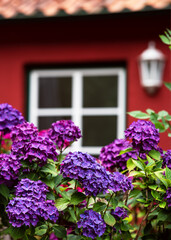 Fototapeta na wymiar Magenta colored hydrangea bush in front of facade of a red house with window in summer garden. Flowers or gardening concept.