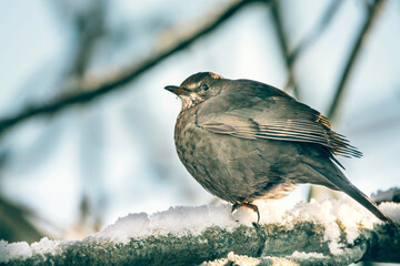 female blackbird in the snow Scotland 