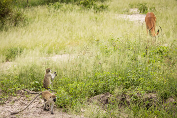 Monkey during safari in National Park of Tarangire, Tanzania.