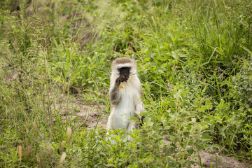 Monkey during safari in National Park of Tarangire, Tanzania.