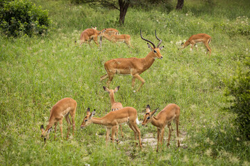 Naklejka na ściany i meble Group of impala image taken on Safari located in the Tarangire, National park, Tanzania.