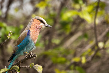 A colorful lilac-breasted roller sitting on tree during safari in Tarangire National Park, Tanzania