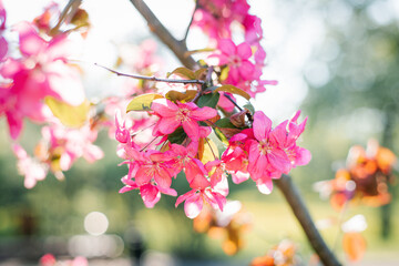 Pink flowers of decorative pink apple tree large planomm