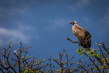 Eagle seating on a tree in safari at Tarangire National Park of Tanzania.