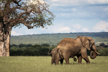 Beautiful elephants during safari in Tarangire National Park, Tanzania with trees in background. © danmir12