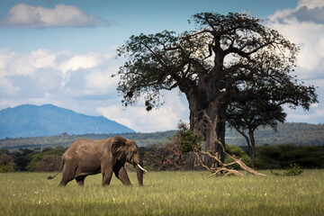 Fototapeta premium Beautiful elephants during safari in Tarangire National Park, Tanzania with trees in background.