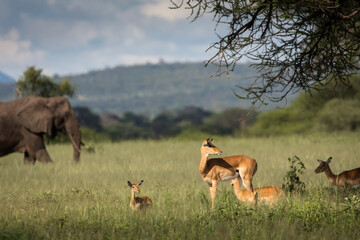 Naklejka premium Beautiful elephants and impalas during safari in Tarangire National Park, Tanzania with trees in background.