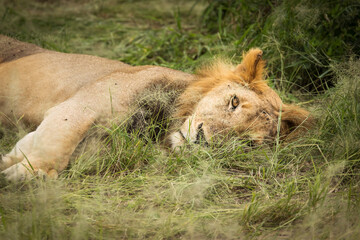 Closeup of a lion resting in the grass during safari in Tarangire National Park, Tanzania.