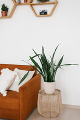 A potted Sansevier houseplant stands near the sofa on the nightstand in the Scandinavian-style living room interior