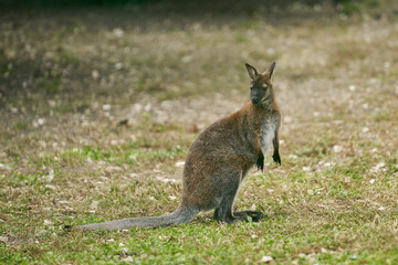 Naklejka na ściany i meble Cute kangaroo in the pasture close-up. Copy space.