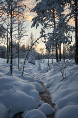 forest brook in pine tree forest covered with snow on cold sunset morning