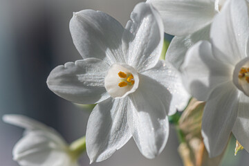 Isolated close up macro photo of a sing blooming daffodil flower