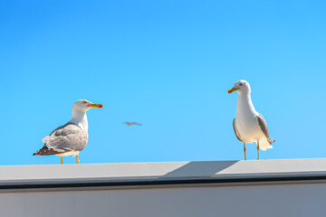 Two yellow legged seagulls standing on his feet on the edge of the roof in a small town Calpe, Costa Blanca (Spain). Bird love, freedom concept. Portrait on blue sky background with copy space.