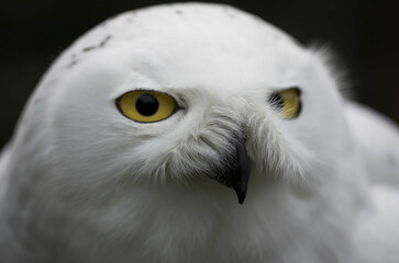 portraite of snowy owlbubo scandiacus