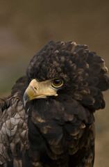 large captive eagle sowing razor sharp hooked bill
