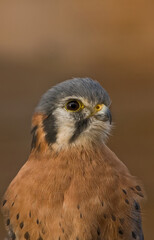 close up of american kestrel falco sparverius