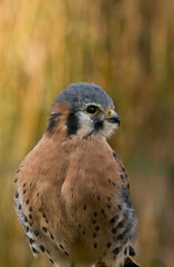 close up of american kestrel falco sparverius