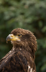 golden eagle aquila chrysaetos