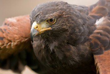 golden eagle aquila chrysaetos