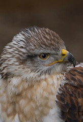 close up of gyrfalcon falco hierofalco