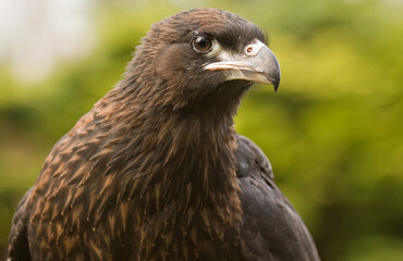 golden eagle aquila chrysaetos