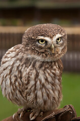 eurasian pygmy owl glaucidium passerinum