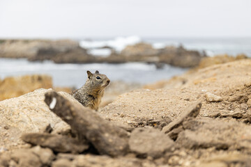 Ground squirrel behind piece of wood at beachfront