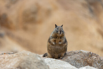 Chubby ground squirrel sitting on rock