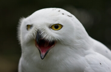 portraite of snowy owlbubo scandiacus