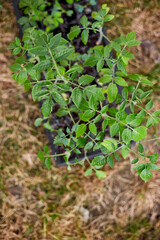 Tomatoes seedlings on the potting bench, working on farm, Work in the garden in spring, home gardering, eco.