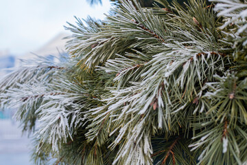 The branches of the Christmas tree and pine were covered with frost and snow. Frost and winter.