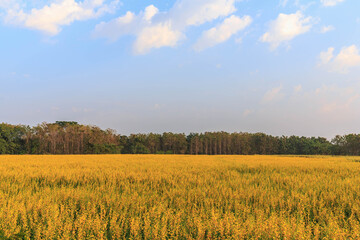 Yellow flower field landscape and blu sky