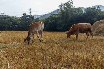 Herd of cows are grazing in the meadow.