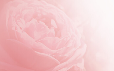 Obraz na płótnie Canvas Pink rose petals on abstract blur romance background. Soft pink pastels background, valentines, wedding
