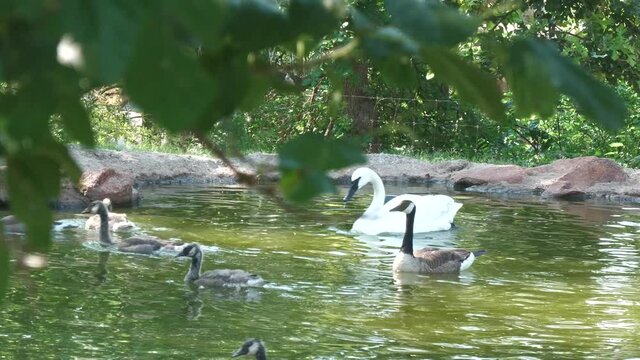 White swan and ducks in a small pond, with blurred leaves in the foreground