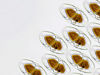 Amphora algae under microscopic view pattern, marine and freshwater diatoms