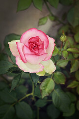 piękna róża - symbol miłości