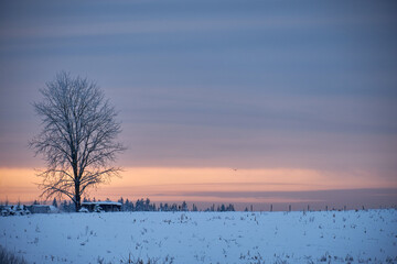 rural landscape tree cloudy morning sunset cold winter with snow