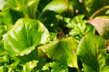 Speckled Wood Butterfly (Pararge aegeria) perched on green leaf in Zurich, Switzerland